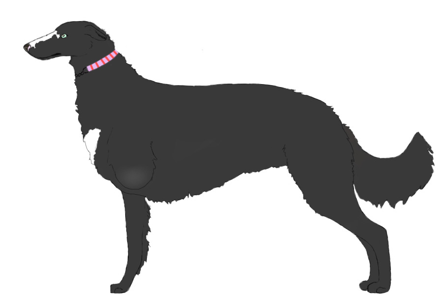 Eurasian Wolfhound #13
