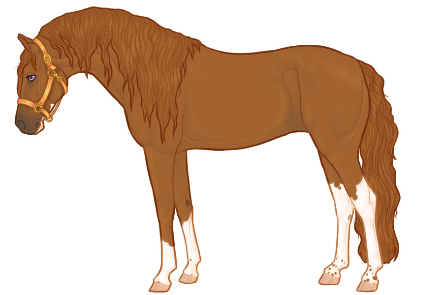 Andaluz Sport Horse #039
