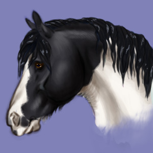 Black pinto Irish cob comm