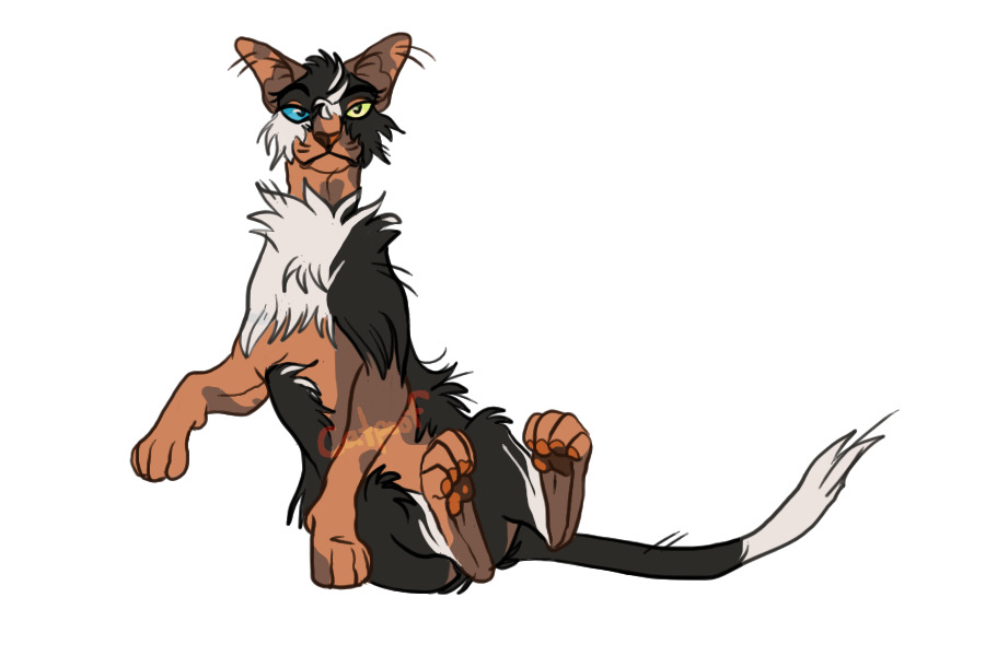 black + white lykoi