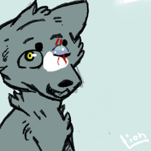 Blind dog