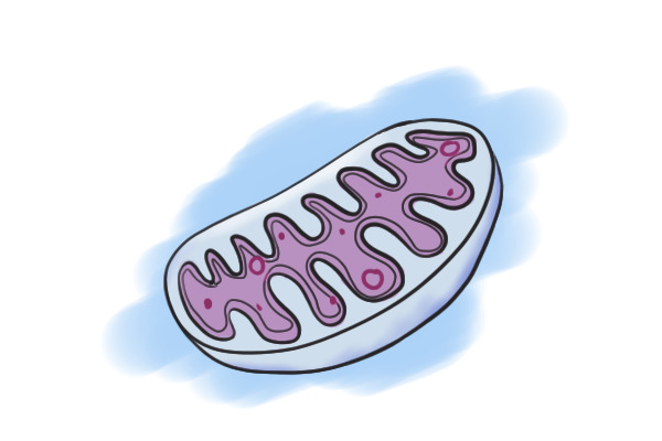 mitochondria