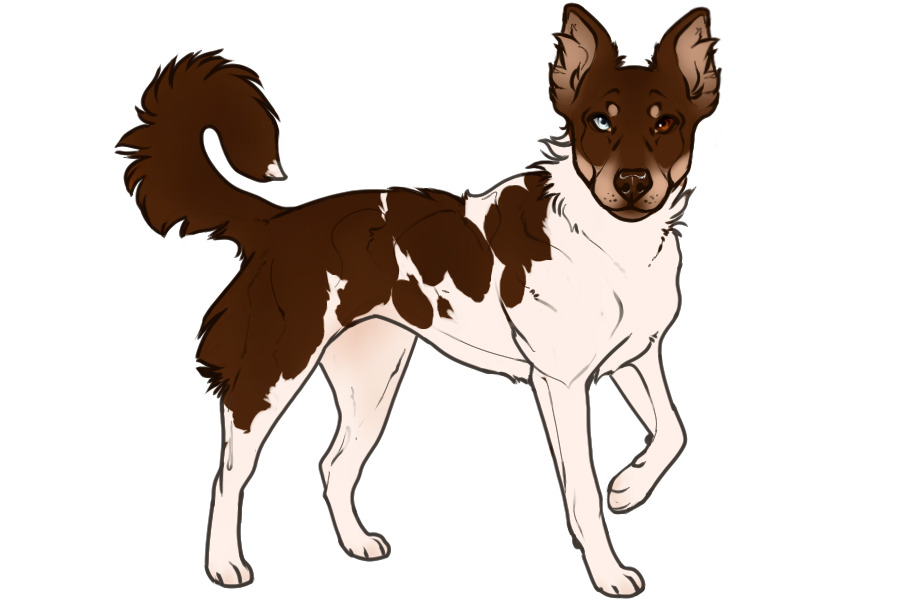 Beaumont Collie #514 Open