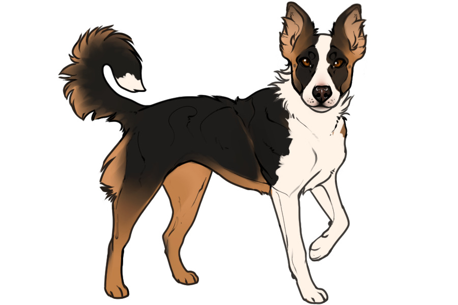 Beaumont Collie #517 Open