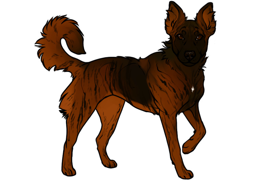 Beaumont Collie #523 Open