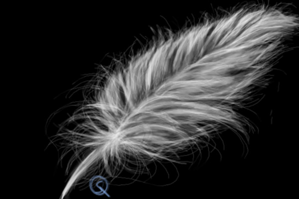 White Feather