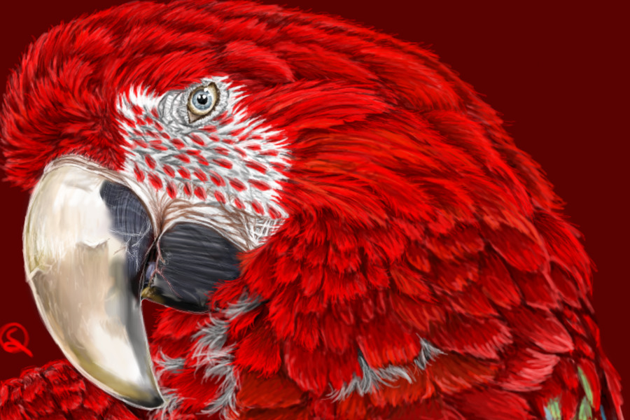 Scarlet Macaw