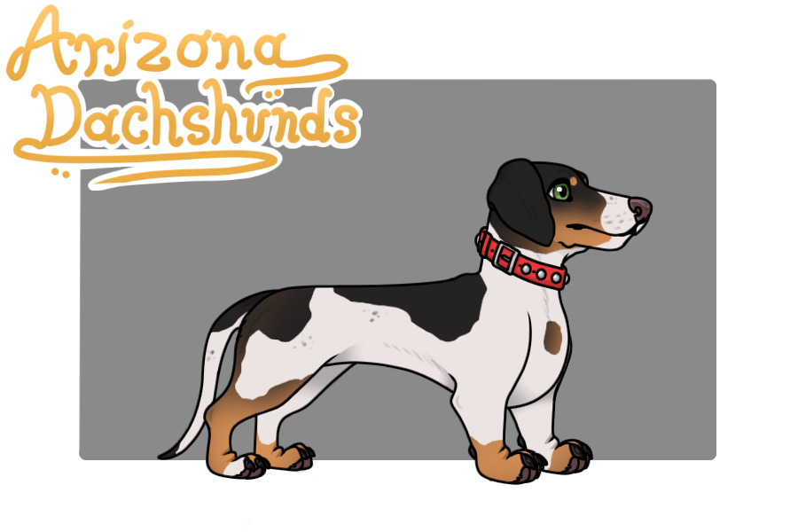 Arizona Dachshunds
