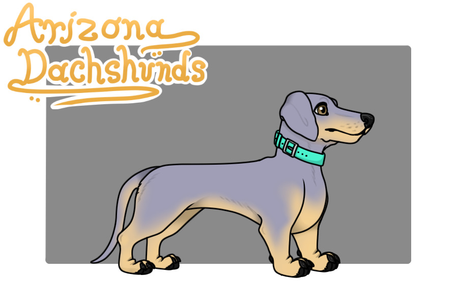 Arizona Dachshunds - 002