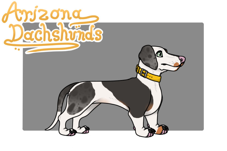 Arizona Dachshunds - 006
