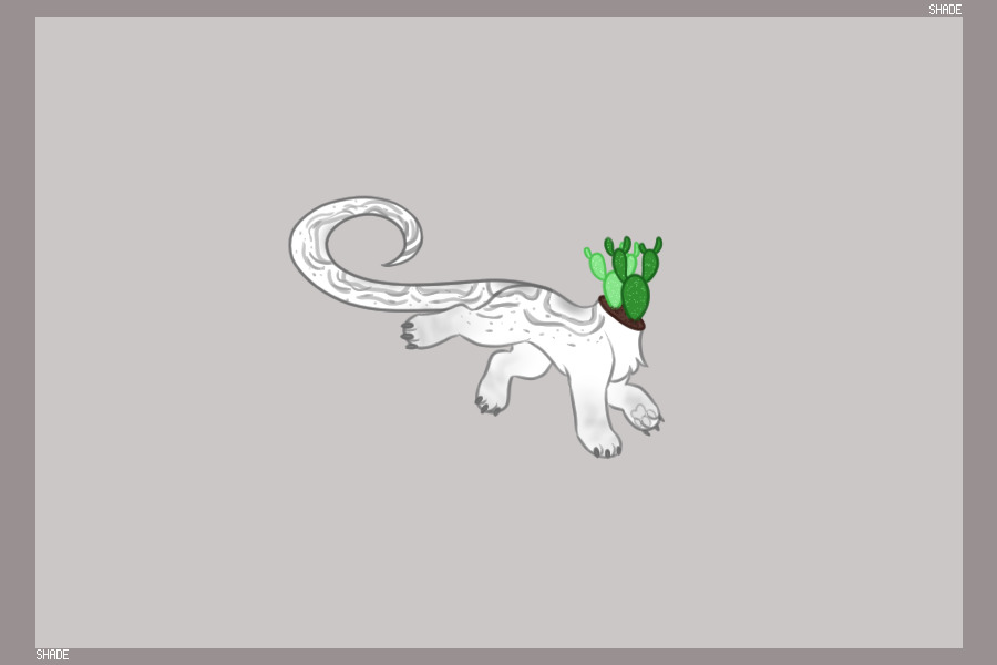 bunny ear cactus pup! <3