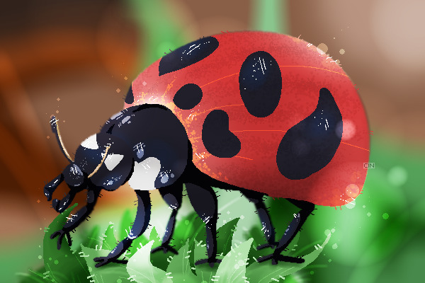 Ladybug!