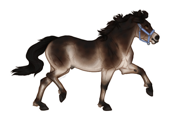 Ferox Welsh Pony #783