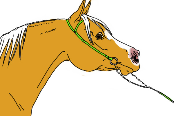 Palomino