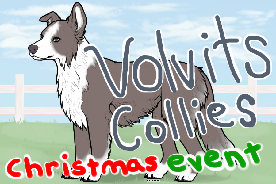 Volvitz Collies CHRISTMAS EVENT!
