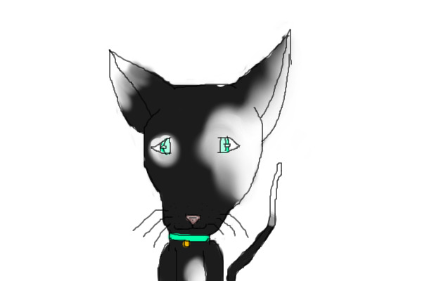 Kitty to bid on!