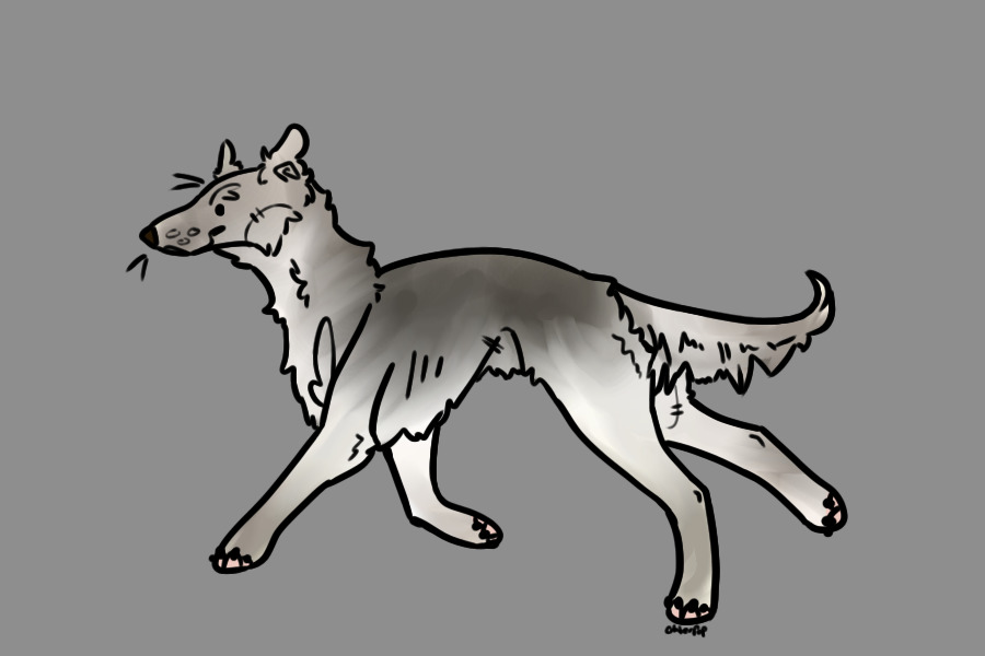 Silken Windhound pup