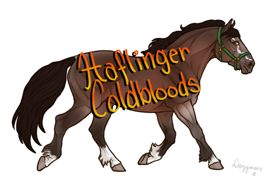 Haflinger Coldbloods