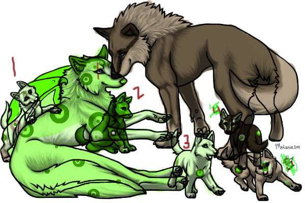 Ivroy and ebony's puppies!