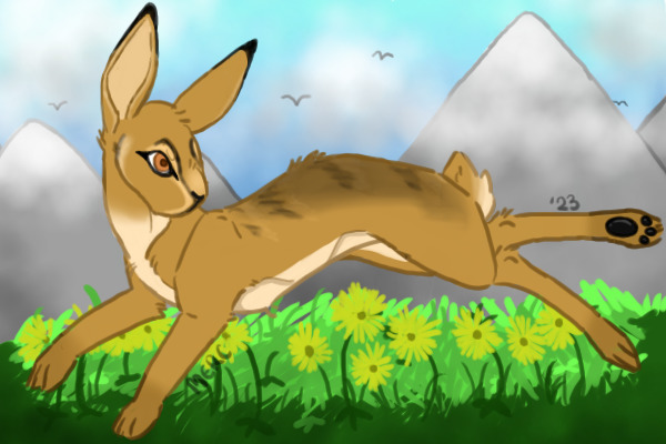 run hare run