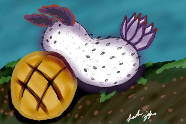 Sea Slug and Melon Bread