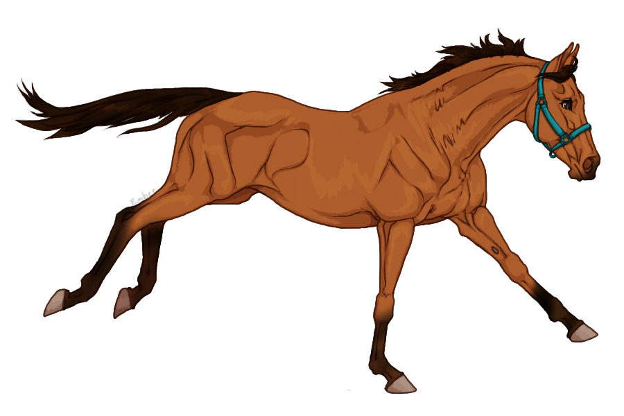 Horse 1 - bay
