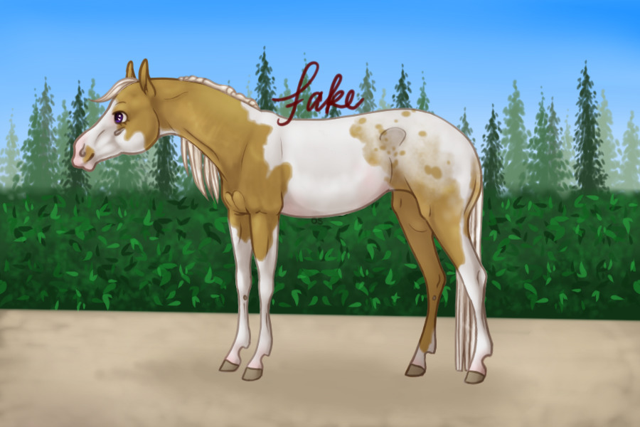 [ 01 ] Palomino Pintaloosa