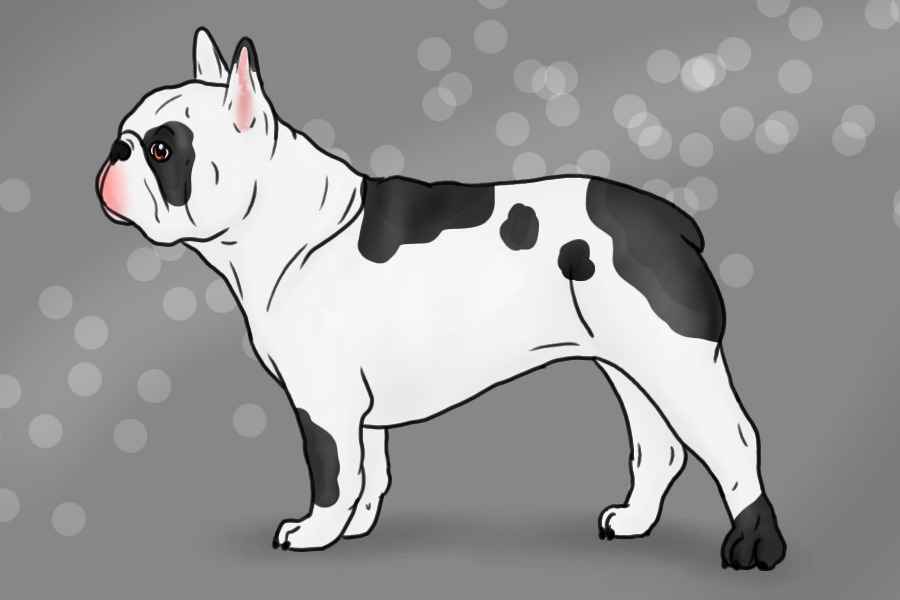 Lil' Frenchie Adopt