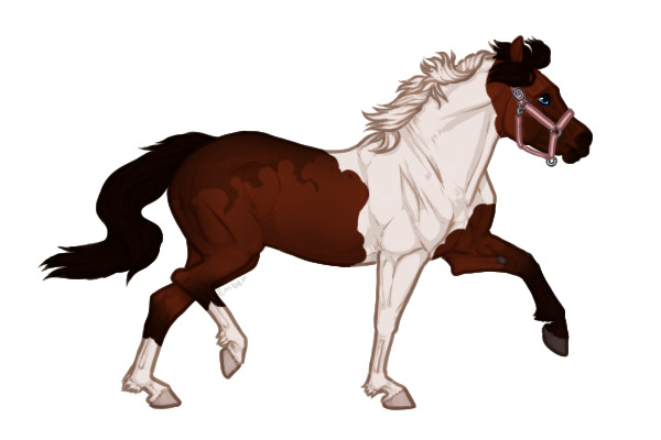 Ferox Welsh Pony #BL024
