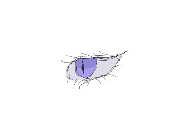 eye.