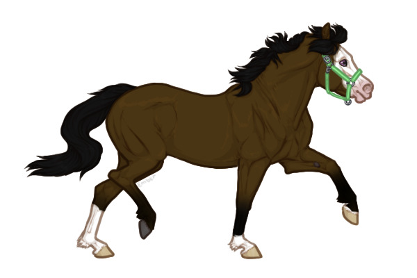 Ferox Welsh Pony #026