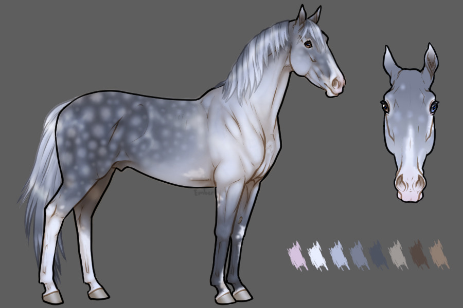 Dapple Grey Minimal Sabino Stallion