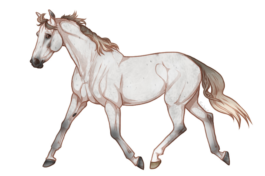 Sport-type horse lines - SOLD!