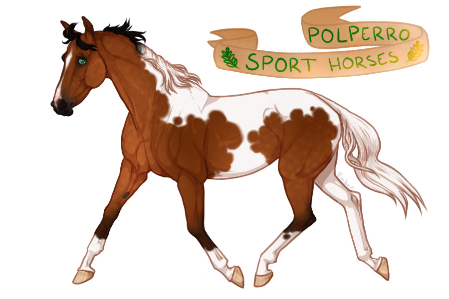 ⋞ Polperro Sport Horses ⋟
