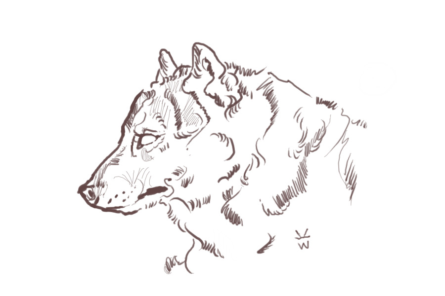 Wolf Sketch