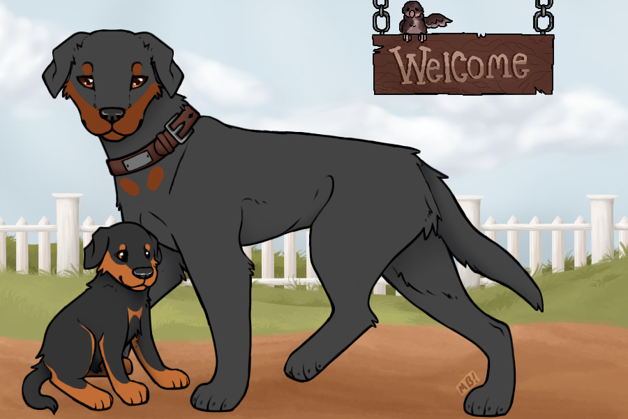 SunValley Beaucerons