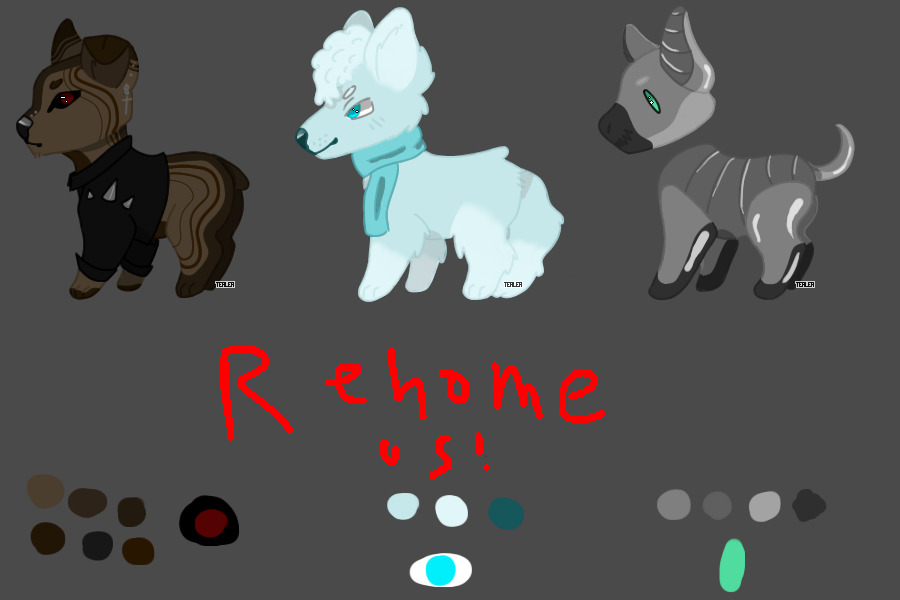 Rehoming adopts