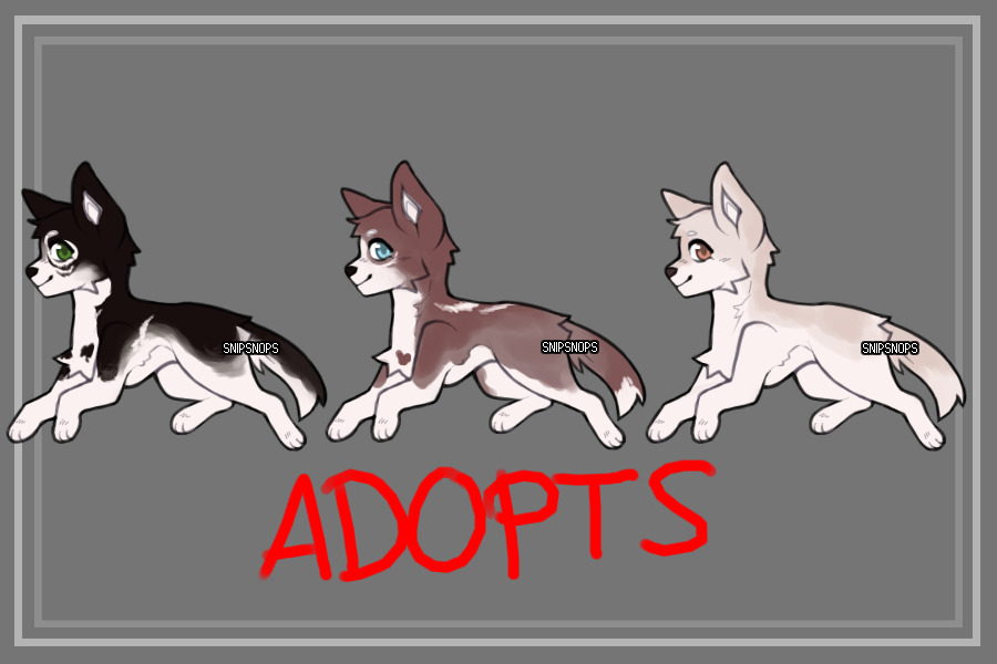 Husky Adopts