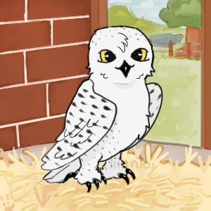 name, the Snowy Owl