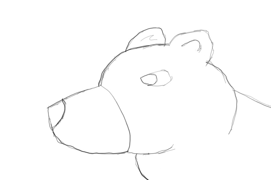 Grizzly bear sketch