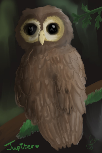 Owl