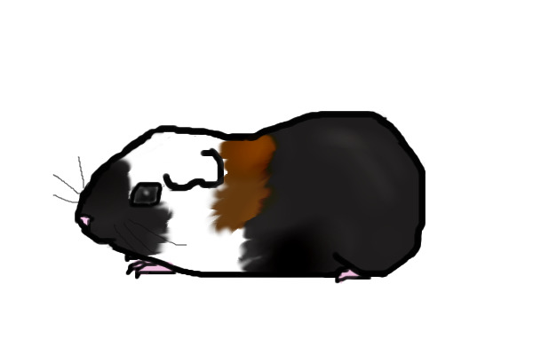 Guinea Pig!