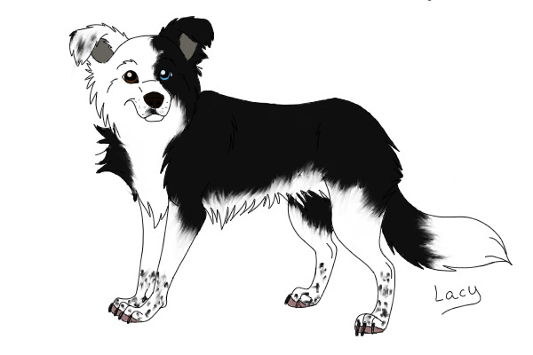 border collie