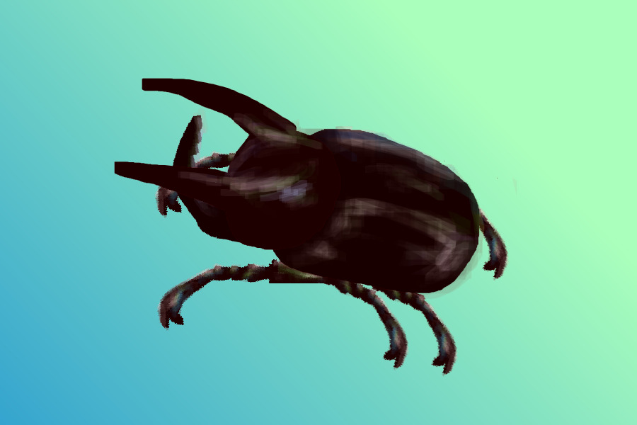 atlas beetle