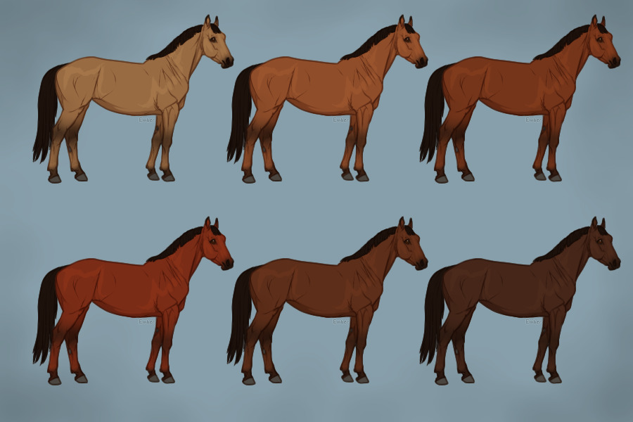 Equine Coat Guide - Wild Bay