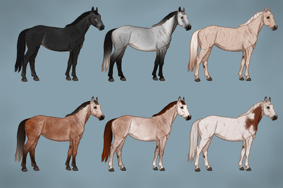 Equine Coat Guide - Grey