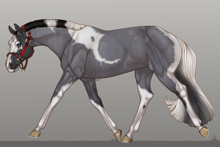 Entry #001 - Blue Roan Tobiano