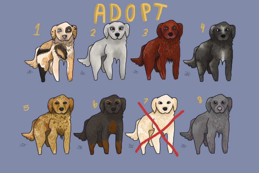 Adoptable Dogs