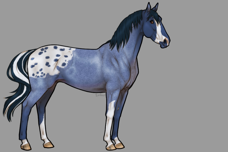 Blue roan horse