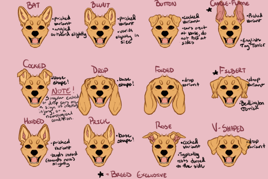 Trait Guide: Ear Variations